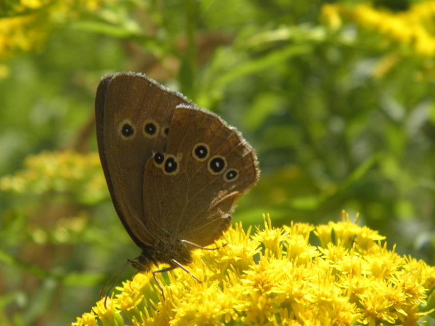 Aphantopus hyperanthus - közönséges ökörszemlepke