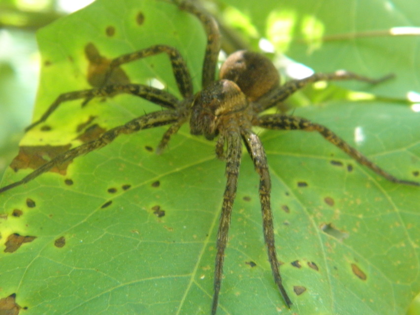 Dolomedes plantarius - parti vidrapók