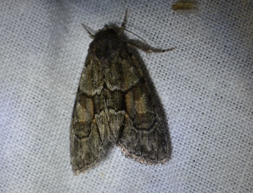 Cryphia fraudatricula - homoki zuzmóbagoly