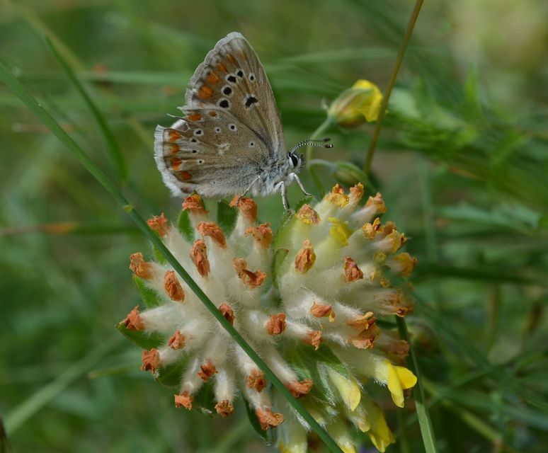 Polyommatus dorylas - fénylő boglárka