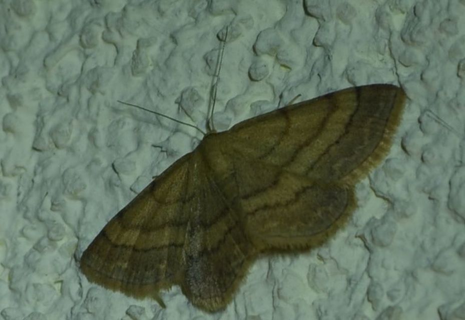 Scopula rubiginata - réti pirosaraszoló