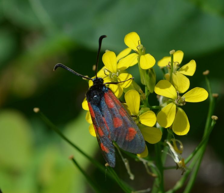 Zygaena loti - közönséges csüngőlepke