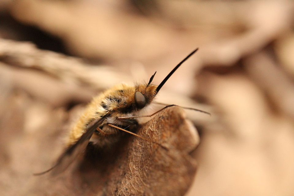 Bombylius major - szegélyes pöszörlégy