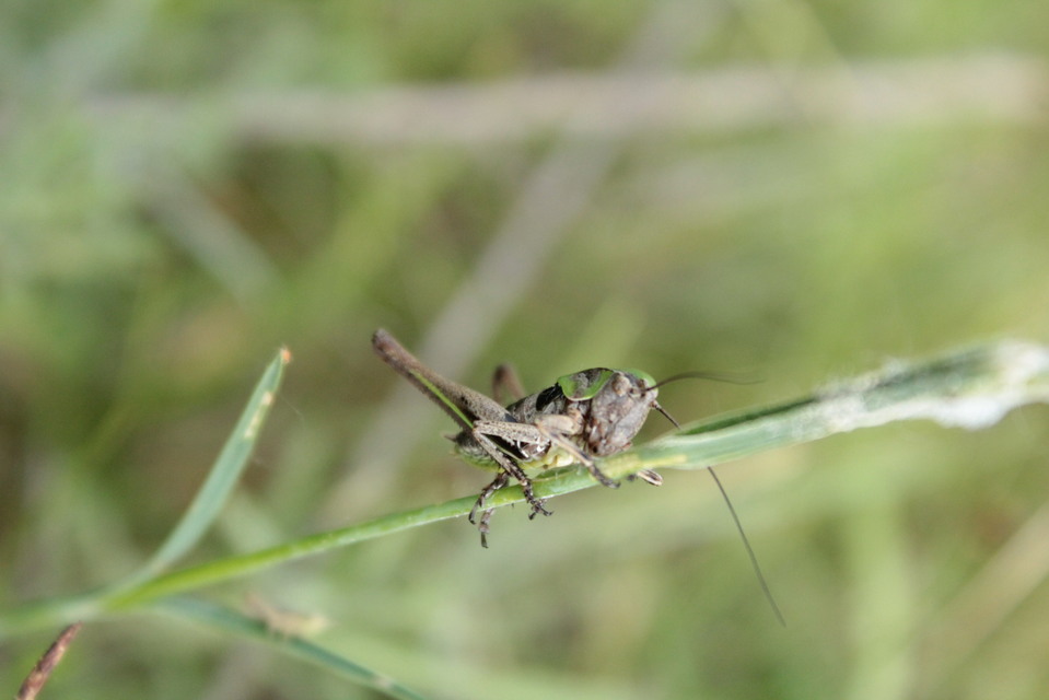 Decticus verrucivorus - szemölcsevő szöcske