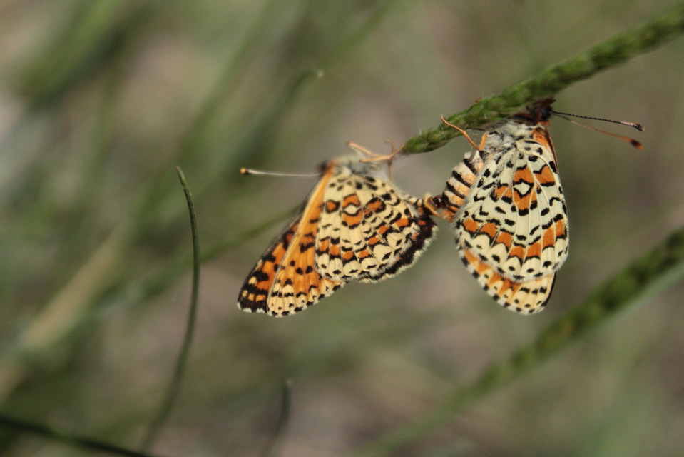 Melitaea trivia - kis tarkalepke