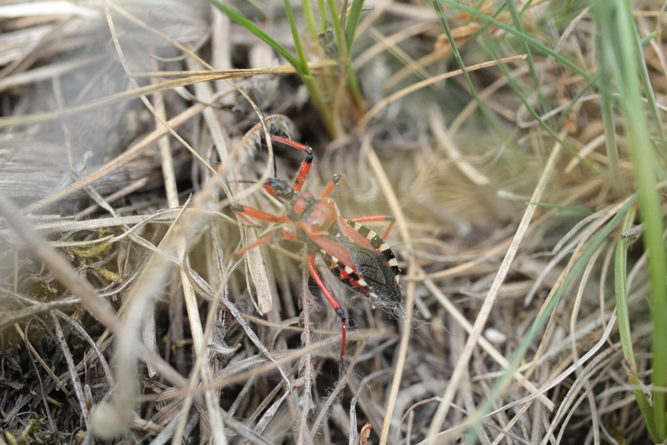 Rhynocoris iracundus - közönséges gyilkospoloska