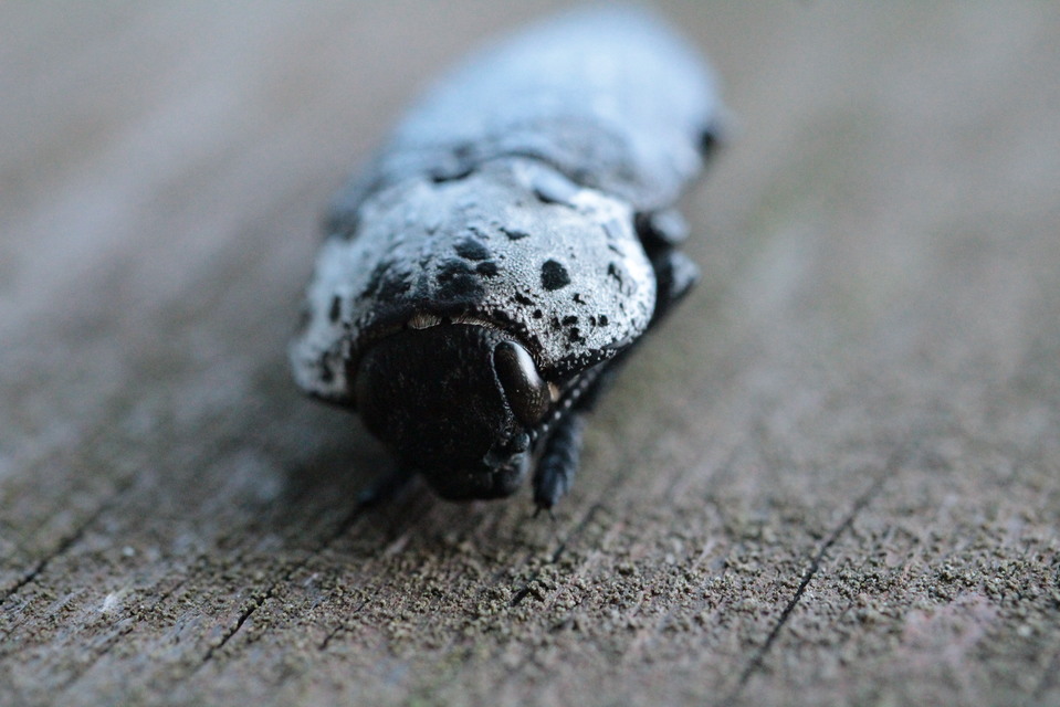 Capnodis tenebrionis - kökény-tükrösdíszbogár