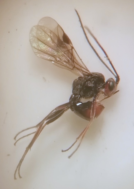 Braconidae - gyilkosfürkészek