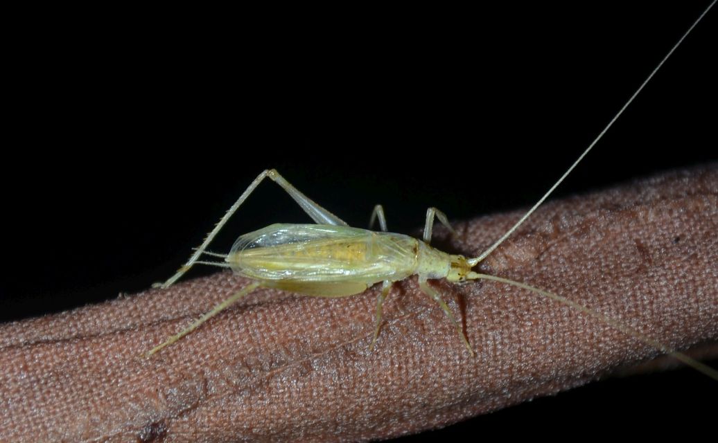 Oecanthus pellucens - pirregőtücsök