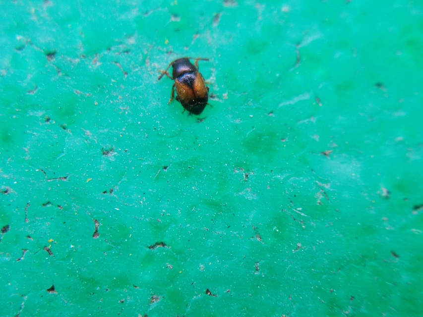 Kateretes pusillus