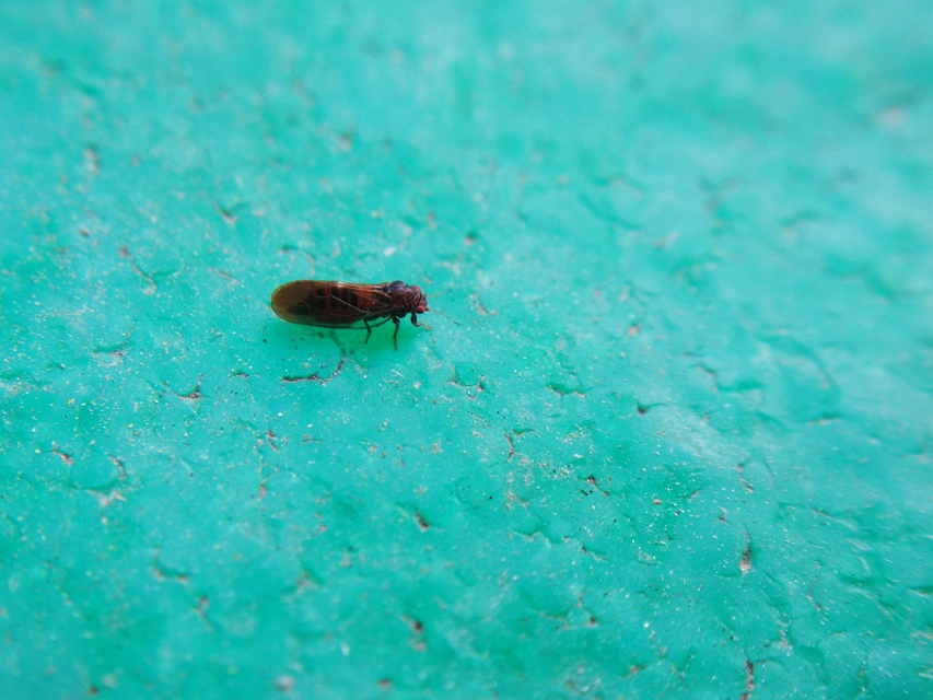 Psyllidae