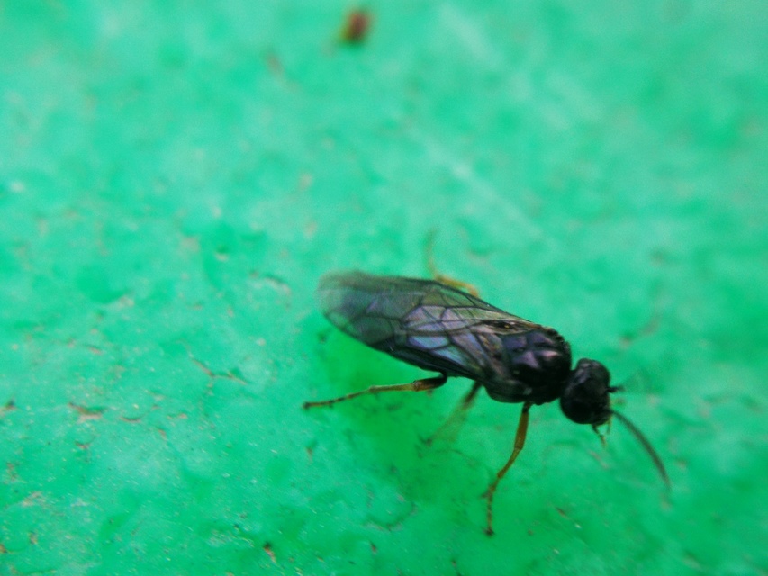 Tenthredinidae - valódi levéldarazsak