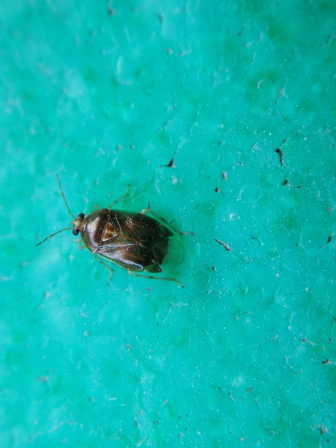 Deraeocoris lutescens - sárgás mezeipoloska