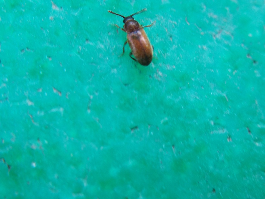 Cryptophagidae - penészbogárfélék