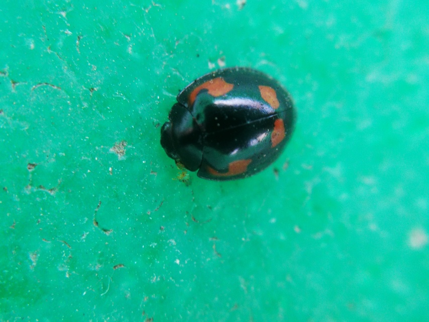 Exochomus quadripustulatus - négyfoltos szerecsenkata
