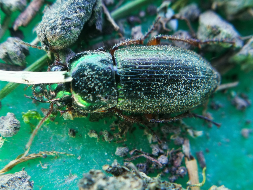 Harpalus affinis - szőrösszárnyú lomhafutó