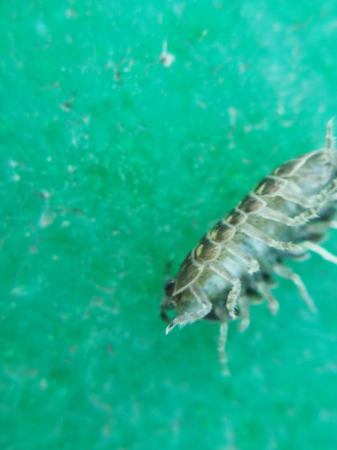 Armadillidium vulgare - szürke gömbászka