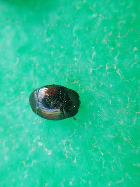 Margarinotus purpurascens - vöröslő sutabogár