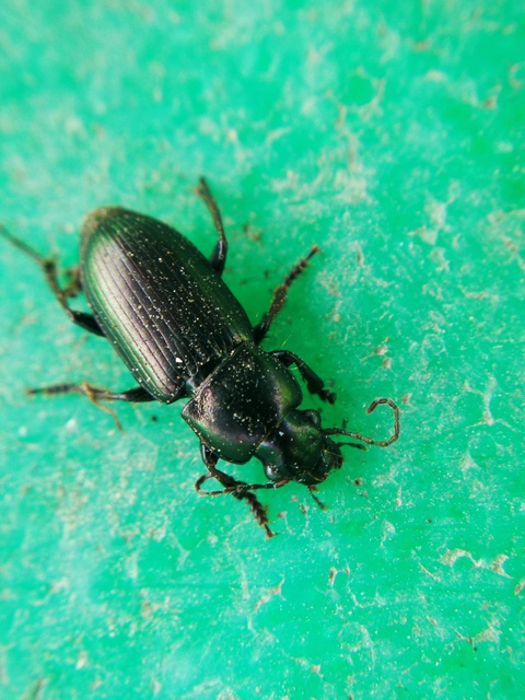 Harpalus distinguendus - mezei lomhafutó