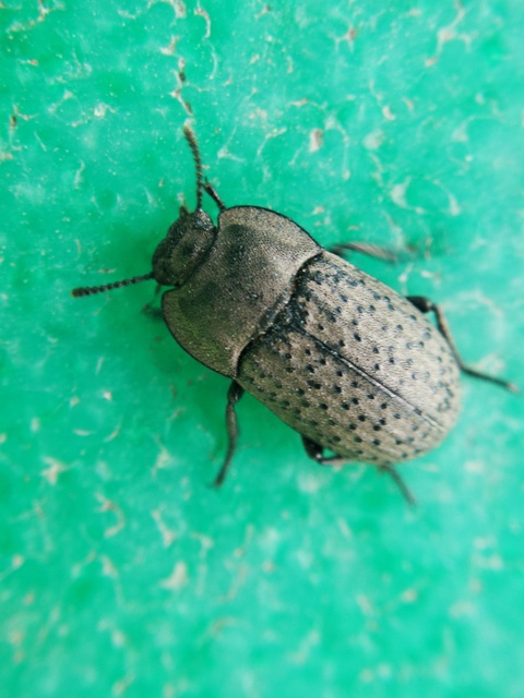 Opatrum sabulosum - sároshátú gyászbogár