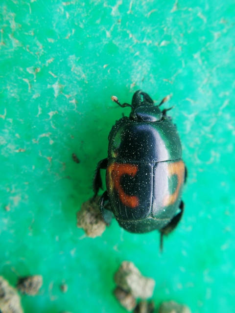 Hister quadrimaculatus - közönséges sutabogár