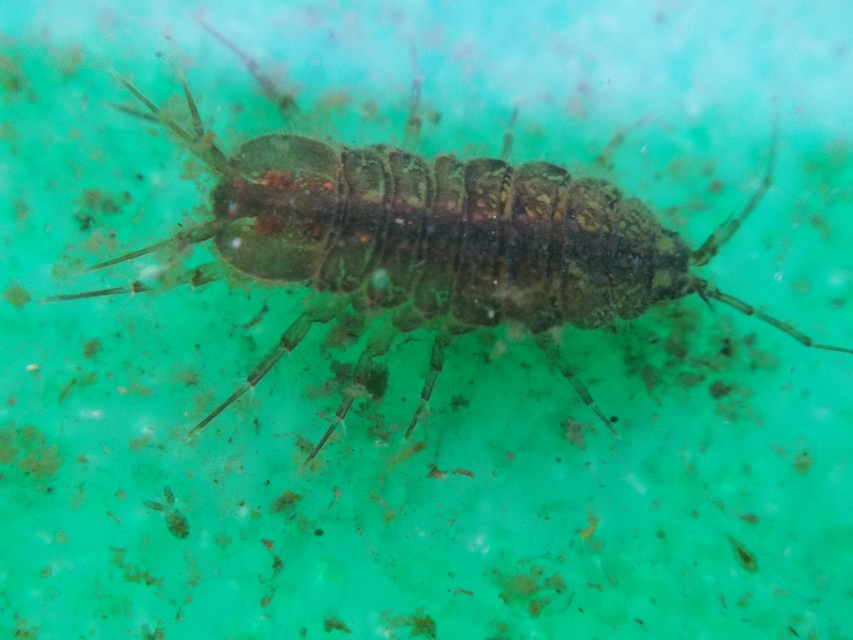 Asellus aquaticus - közönséges víziászka