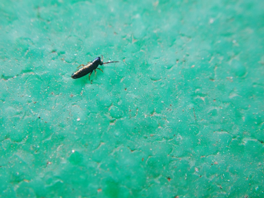 Lepidocyrtus paradoxus