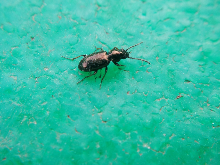 Bembidion properans - parlagi gyorsfutó