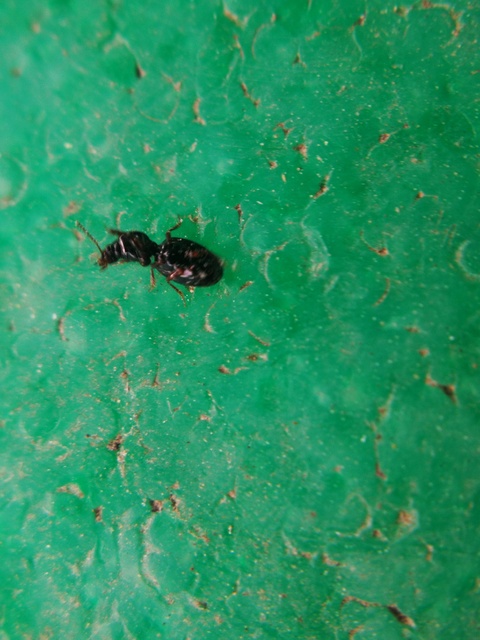 Dyschirius globosus - apró ásófutó