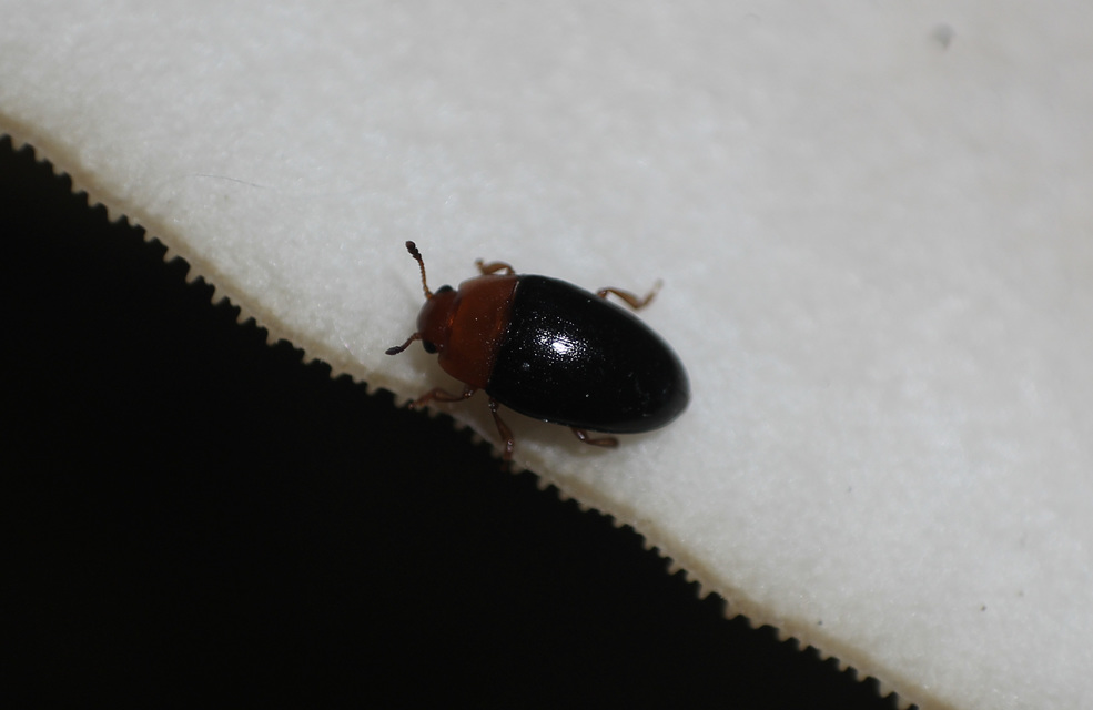 Triplax rufipes - feketehasú tarbogár