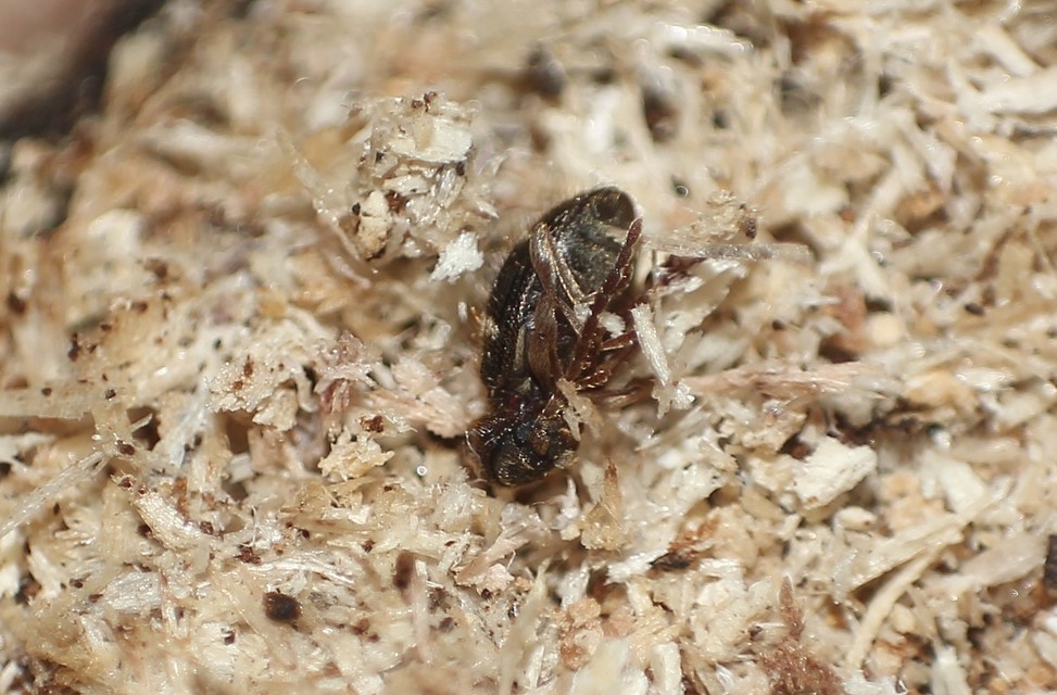 Ptinus rufipes - vöröslábú tolvajbogár