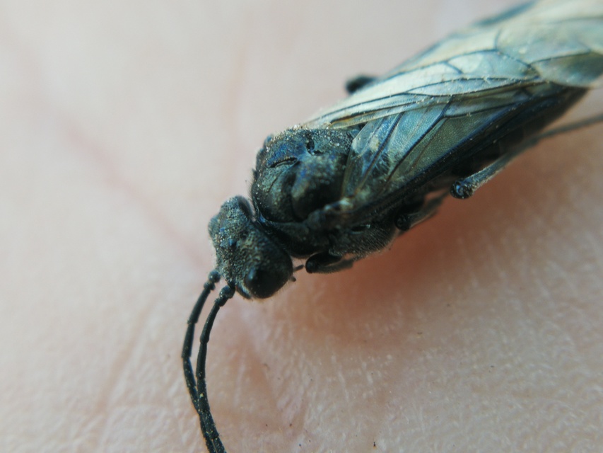 Tenthredinidae - valódi levéldarazsak