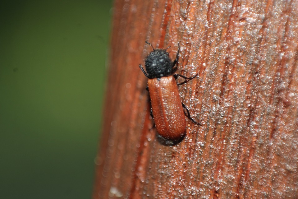 Bostrichus capucinus - piros csuklyásszú