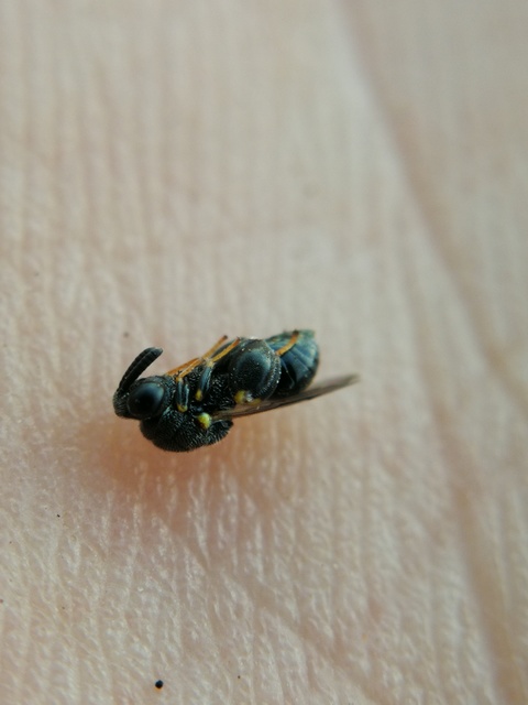 Chalcididae - vastagcombú fémfürkészek