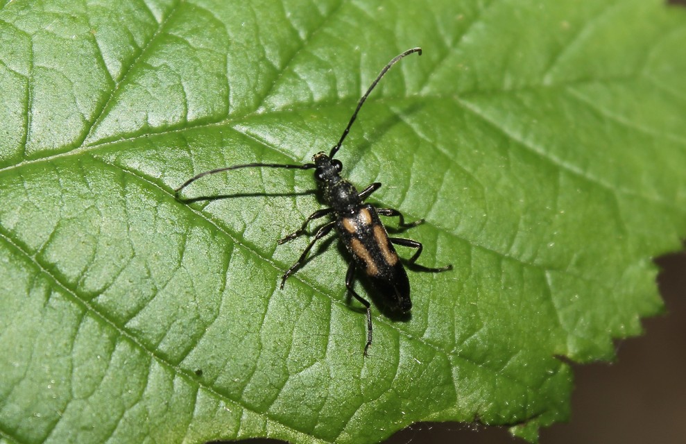 Anoplodera sexguttata - foltos virágcincér