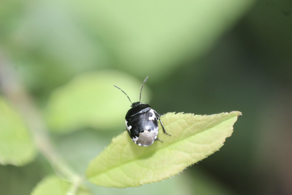 Tritomegas bicolor - foltos földipoloska
