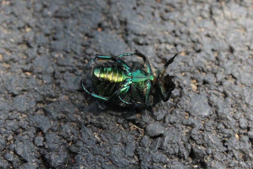 Protaetia affinis - smaragdzöld virágbogár