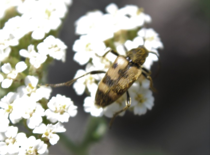 Pachytodes erraticus - rajzos virágcincér