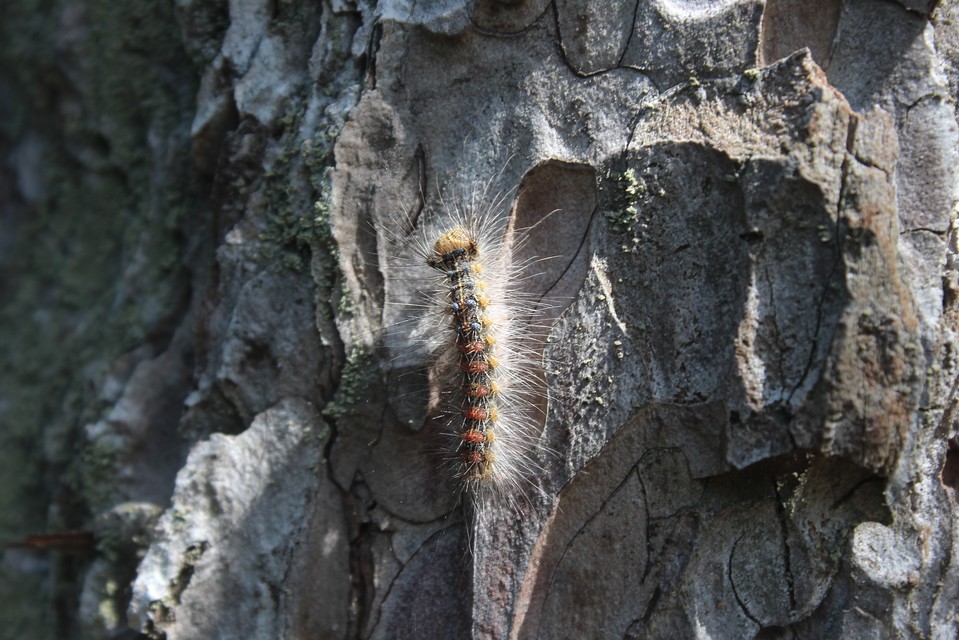 Lymantria dispar - gyapjaslepke