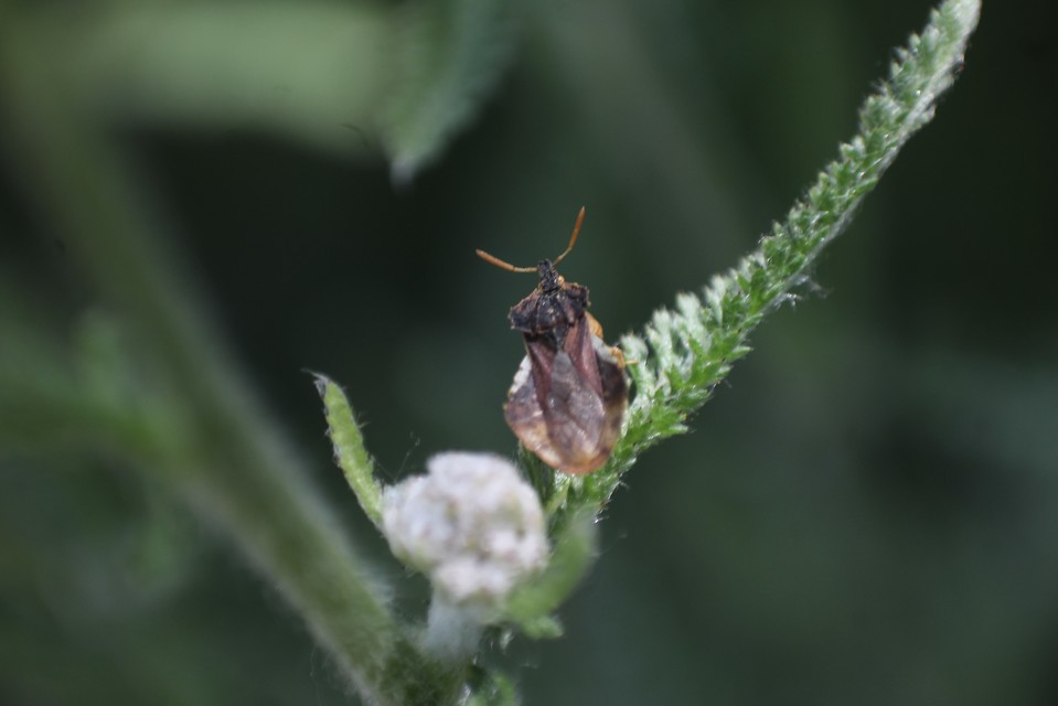 Phymata crassipes - fogólábú poloska