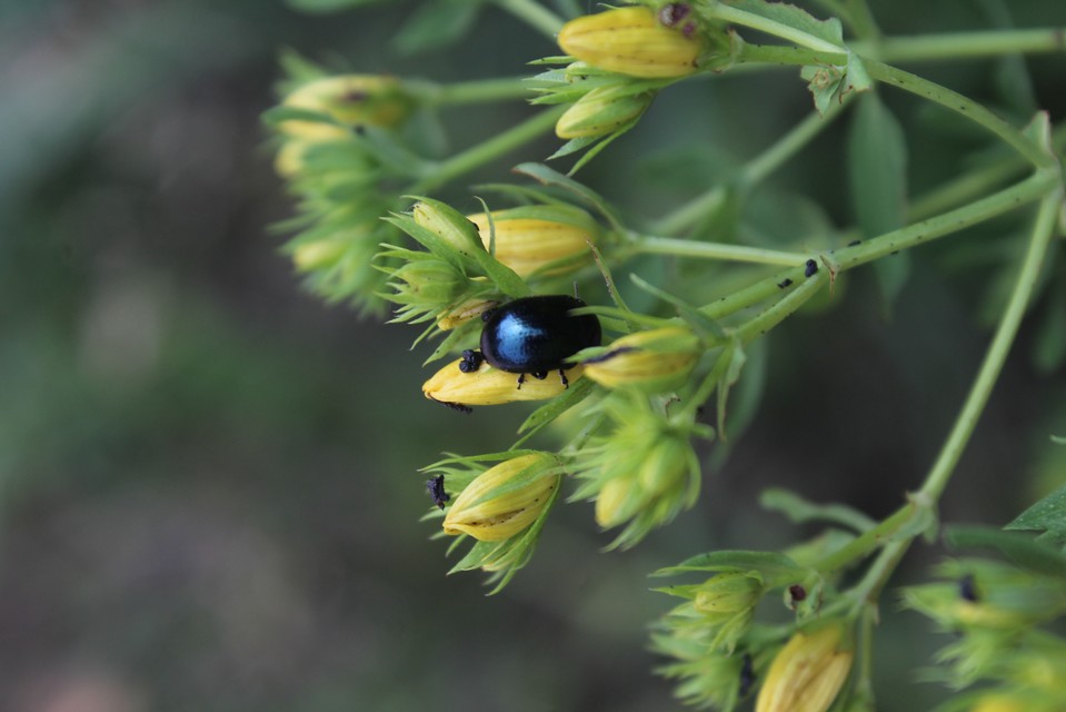 Chrysolina