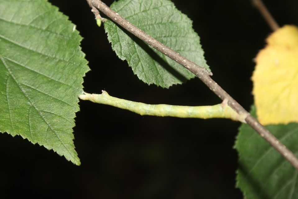 Ennomos quercinaria - tölgyfa-levélaraszoló