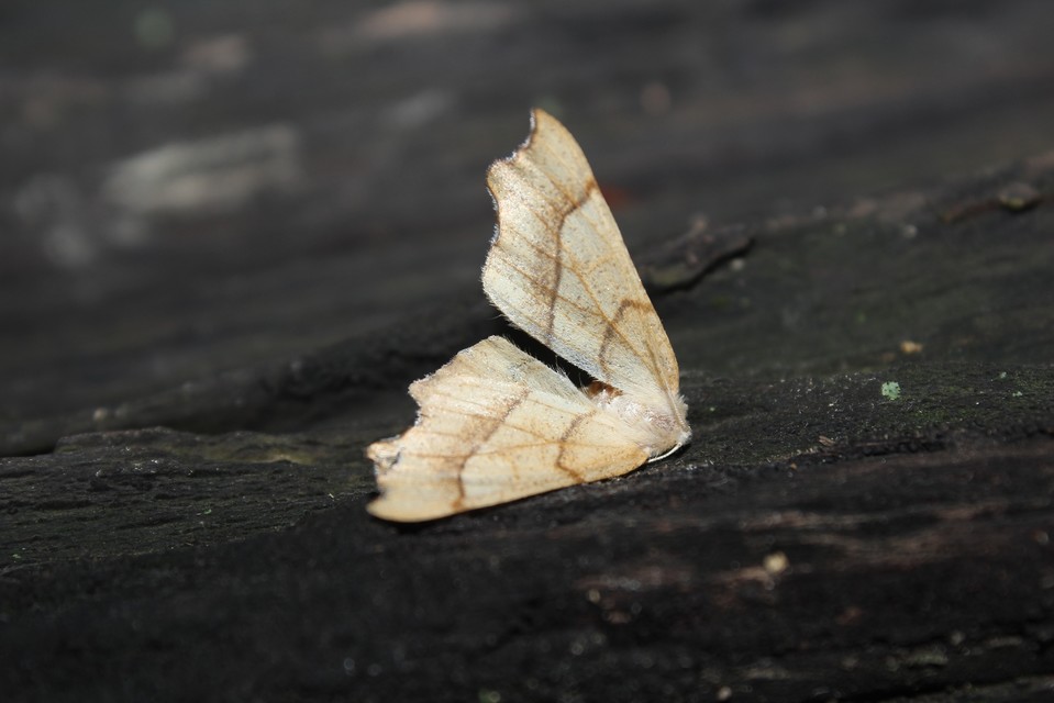 Ennomos quercinaria - tölgyfa-levélaraszoló