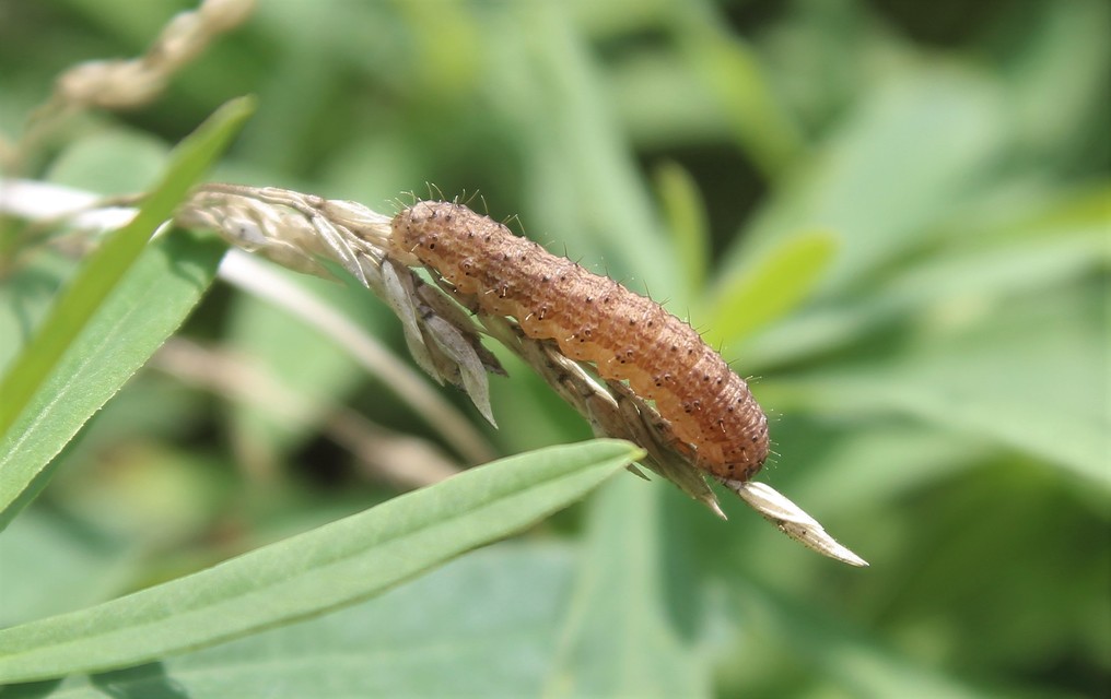 Hoplodrina