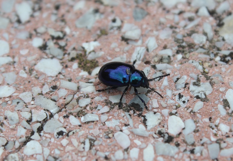Chrysochus asclepiadeus - tündöklő méreggyiloklevelész