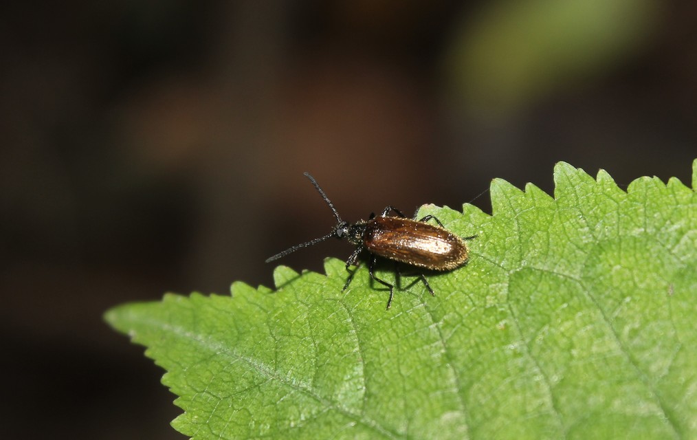 Lagria