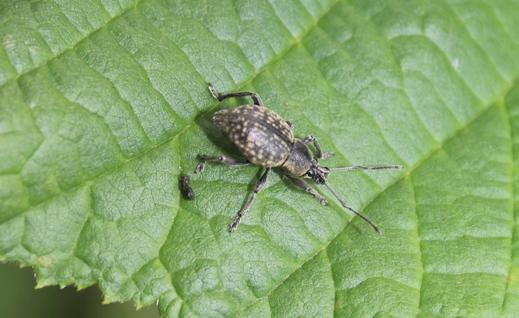 Otiorhynchus multipunctatus - sokpontos gyalogormányos