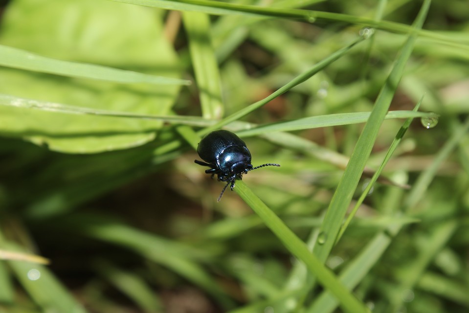 Chrysolina globipennis olivieri - hegyi levélbogár