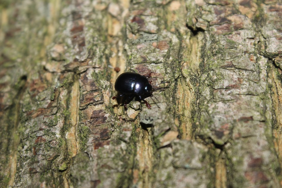 Chrysolina sturmi - vöröslábú levelész