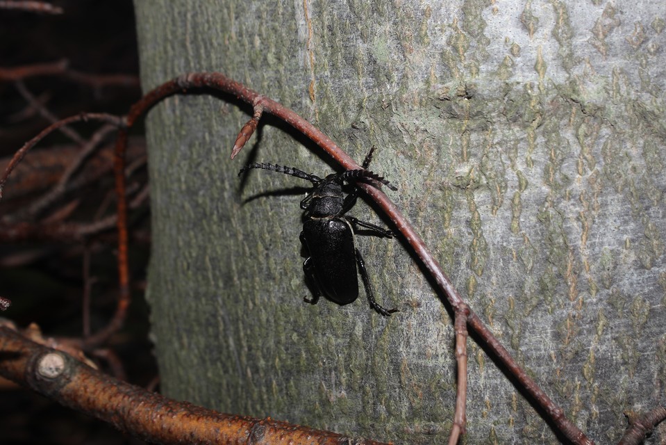 Prionus coriarius - csőszcincér
